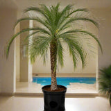 Phoenix roebelenii "Miniature date palm"