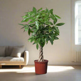 Pachira aquatica, Money Tree "Twisted Trunk" 130 - 150cm  شجرة المال