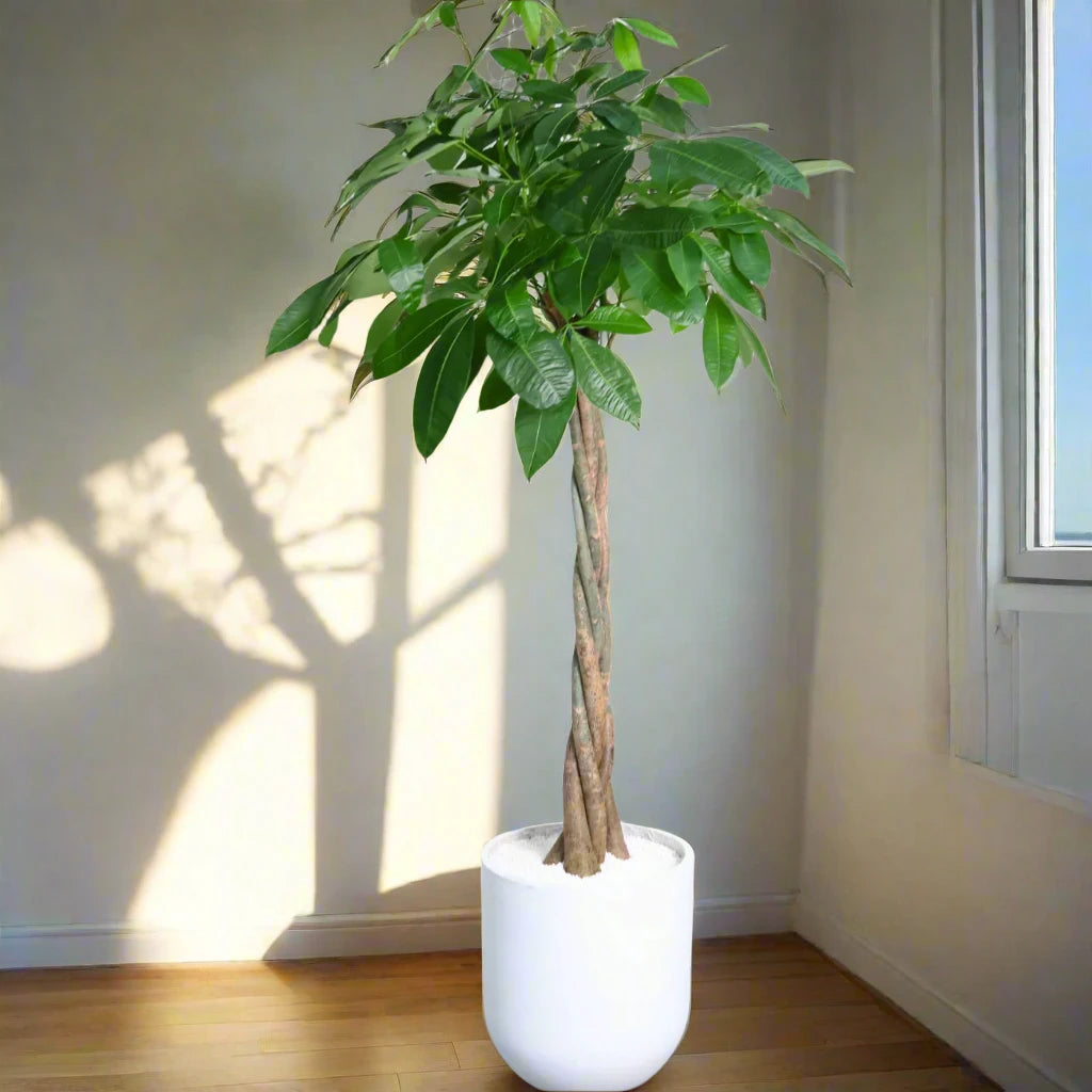 Pachira aquatica, Money Tree "Twisted Trunk" 130 - 150cm  شجرة المال