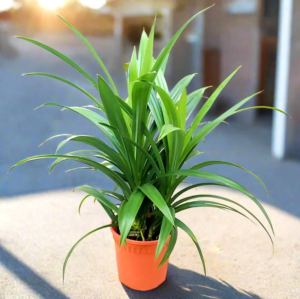 Pandanus baptistii