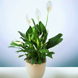 Indoor Flowering Plants