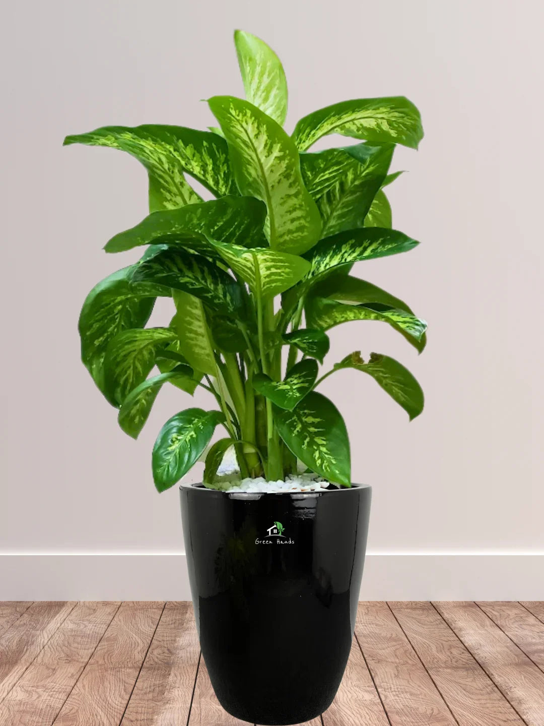 Dieffenbachia seguine Or Tropic Snow