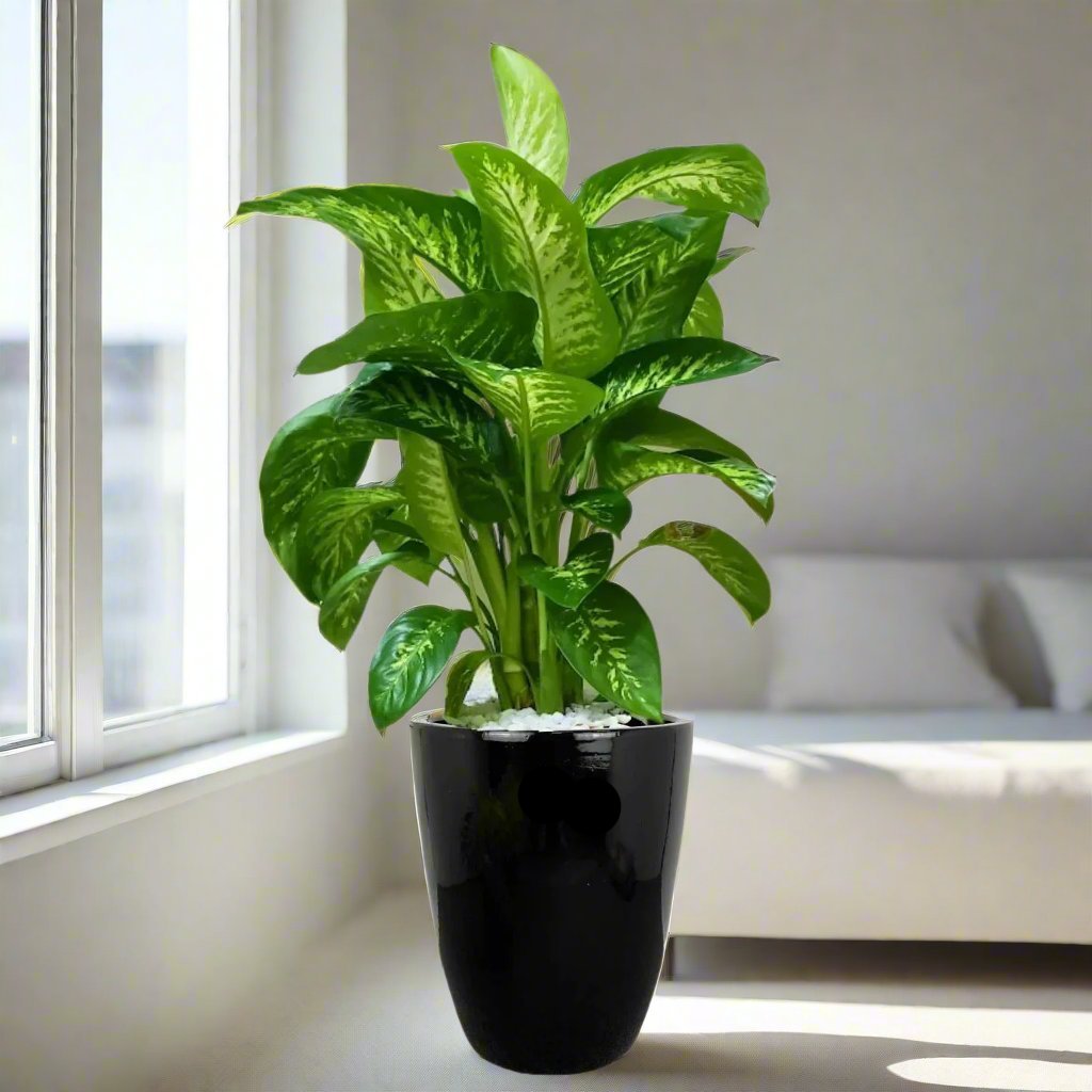 Dieffenbachia seguine Or Tropic Snow