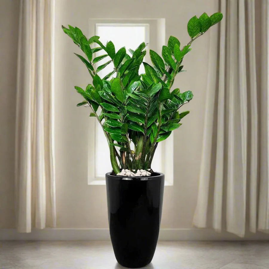 Zamioculcas Zamiifolia, Zanzibar Gem or ZZ Plant in Black Ceramic Pot 80-100cm