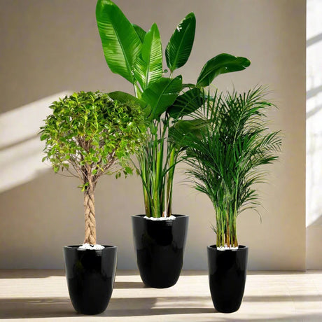 Premium Potted XL Bird of Paradise, Braided Bonsai & Large Areca Bundle | Elevate Your Home Decor