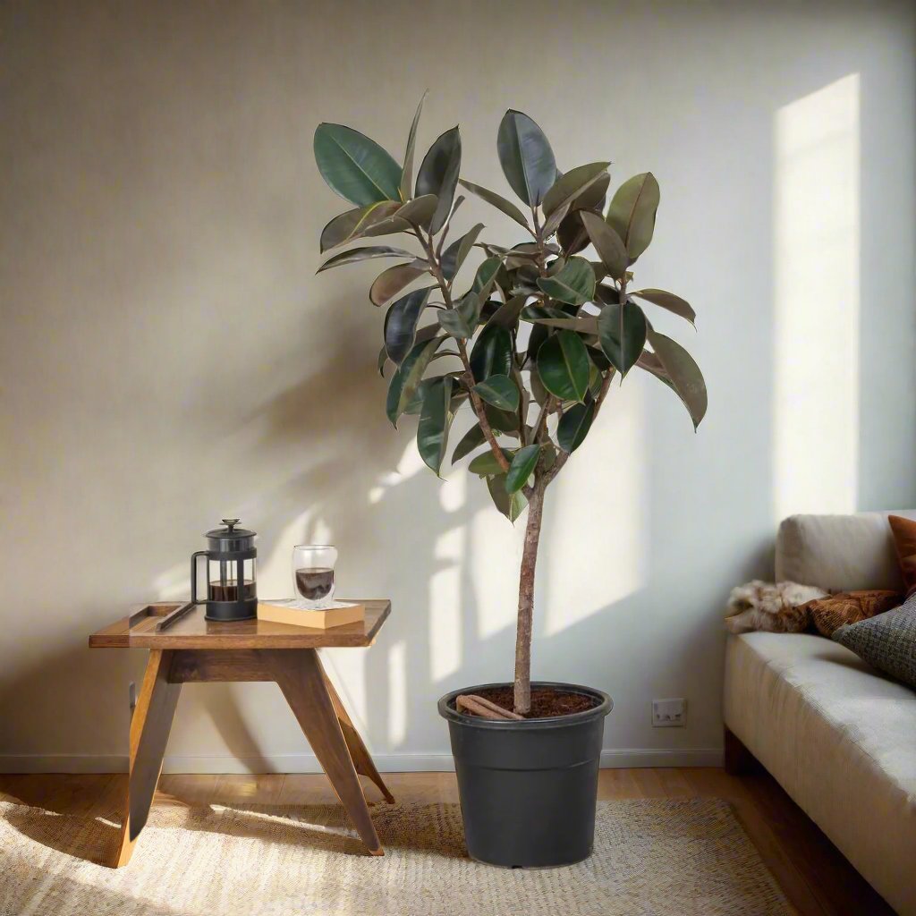 Ficus elastica or Rubber Plant Holland