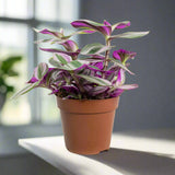 Tradescantia nanouk or Fantasy Venice