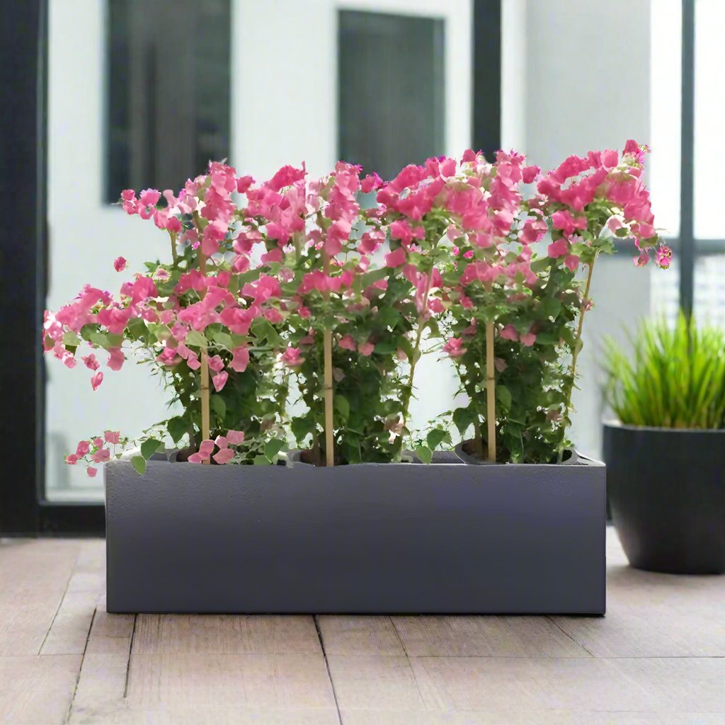 Bougainvillea Plants in Fiber Glass Pot 100/30/30