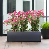 Bougainvillea Plants in Fiber Glass Pot 100/30/30