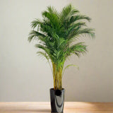 Areca Palm Holland in Black Ceramic Pot 1-1.2m