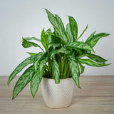 Aglaonema spp | Aglaomema Mix 25-30cm