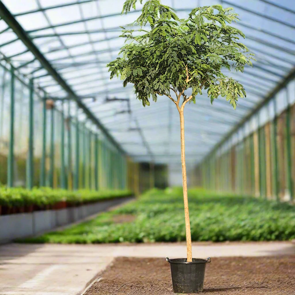 Albizia lebbeck "Lebbek tree or Frywood"