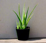 Aloe vera, Medicina Aloe, Savila Or الألوة فيرا