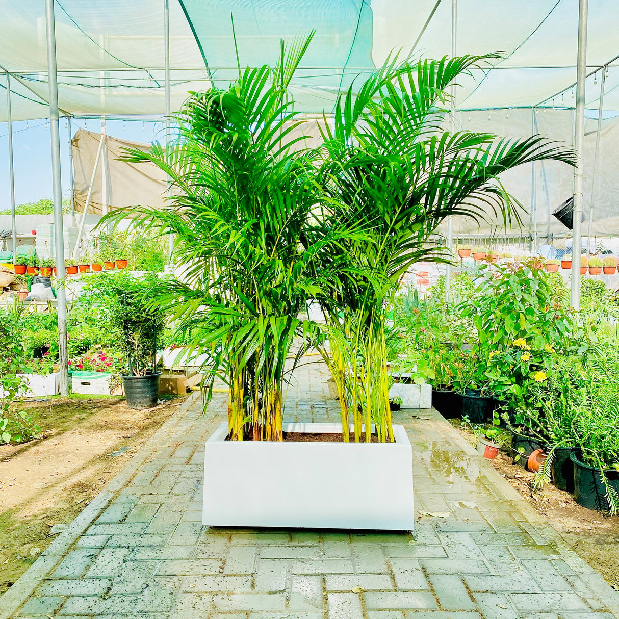 Areca Palms Outdoor In Fiber Glass Pot (GRP)(70x30x30)