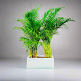 Areca Palms Outdoor In Fiber Glass Pot (GRP)(70x30x30)