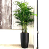 Areca Palm Holland in Black Ceramic Pot 1-1.2m