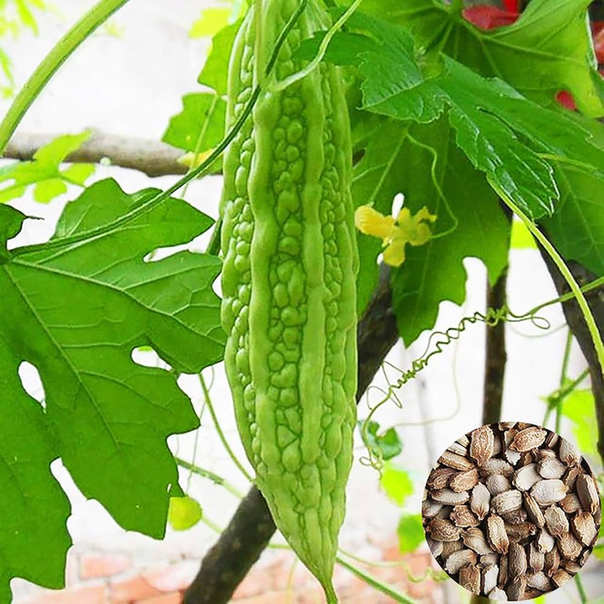 Bitter Gourd Plant | Bitter melon | Momordica charantia | Vegetable Plant 10-15 cm