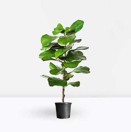 Ficus lyrata or Fiddle Leaf Fig