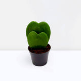 Lucky Heart | Hoya Kerrii | Double Heart | Sweetheart Plant | Valentine Hoya 5-10cm Double