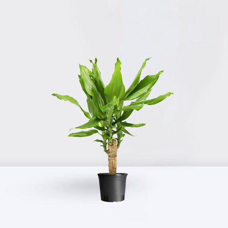 Dracaena Fragrans Green Mini | Massangeana Green Mini