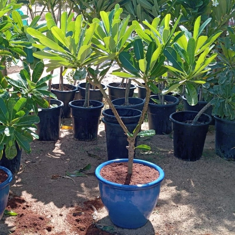 Plumeria Obtusa "Frangipani or The Temple Tree"