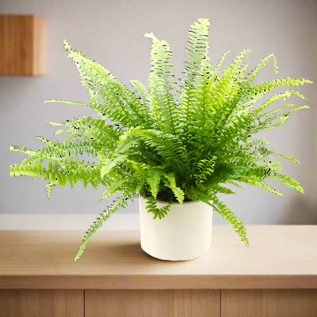 Nephrolepis exaltata "Green Lady", Boston Fern or Sword Fern