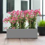 Bougainvillea Plants in Fiber Glass Pot 100/30/30