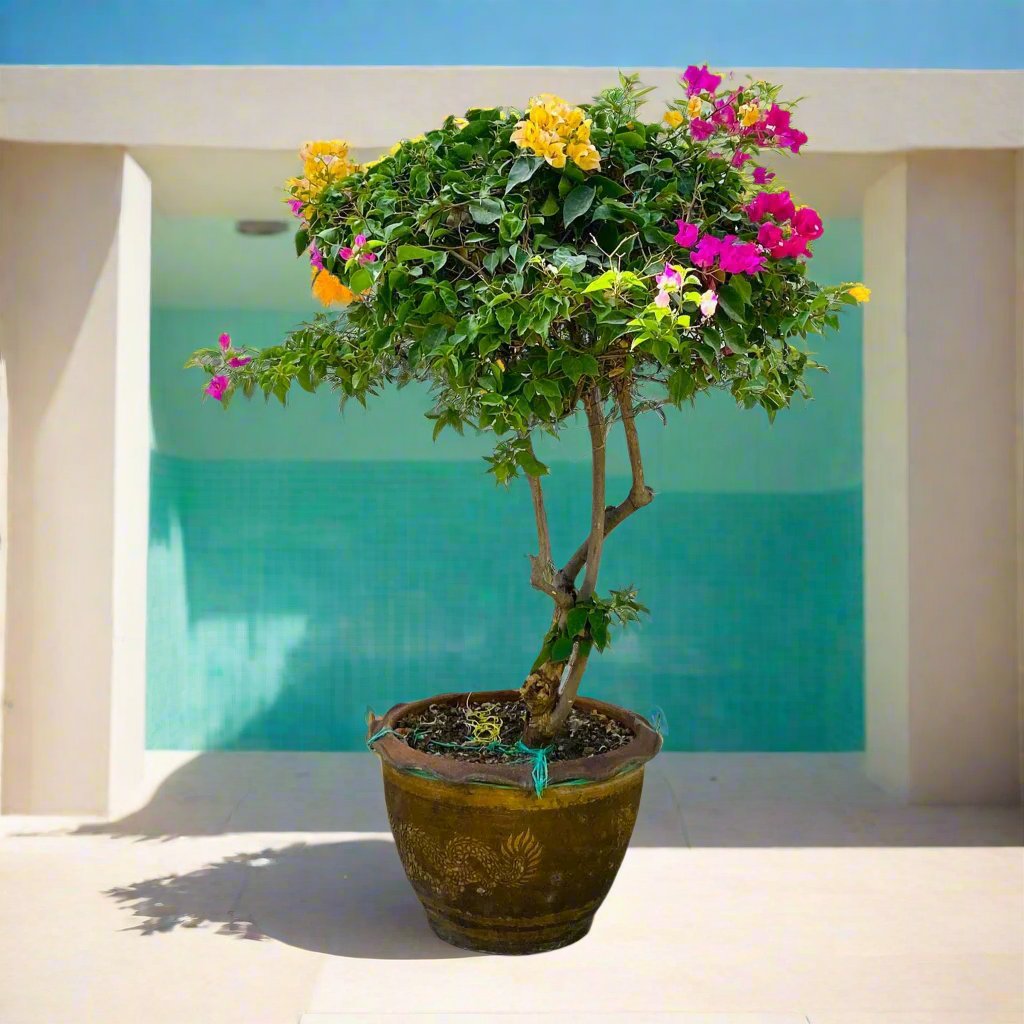 Bougainvillea Specimen "Single Head"