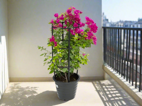 Bougainvillea spectabilis  “30 to 160cm” Dark Pink