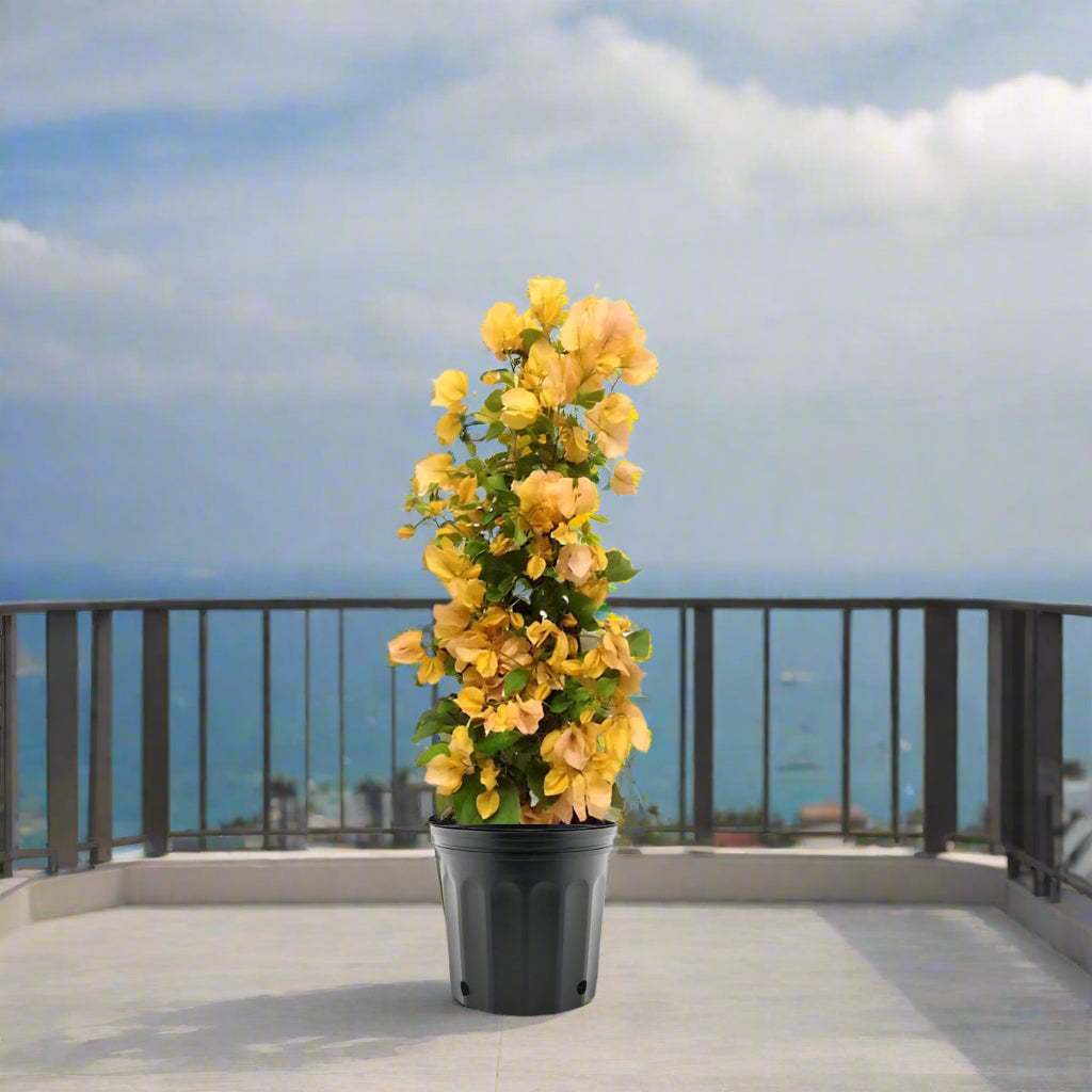 Bougainvillea Gold 0.8-1.5m