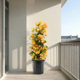 Bougainvillea Gold 0.8-1.5m