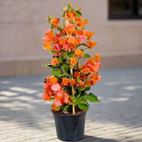 Bougainvillea spectabilis “30 to 160cm” Orange