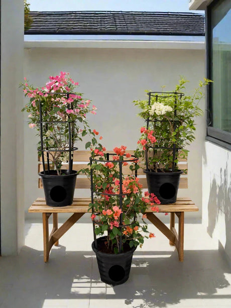 3 Bougainvillea Plants Bundle