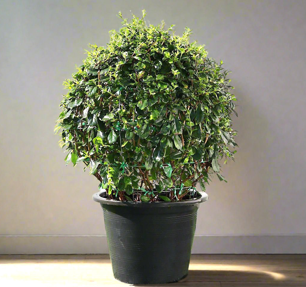 Ehretia Microphylla or Fukien Tea Tree "Ball" 20-50cm Dia