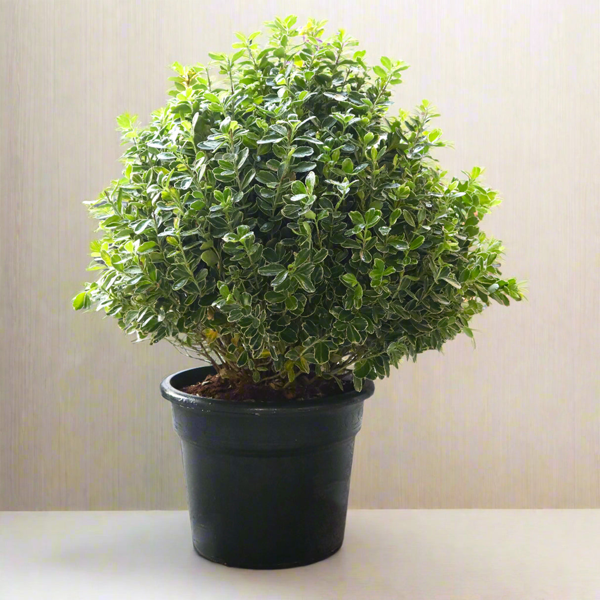 Buxus (35-40cm Dia)