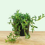 Senecio peregrinus or String of Dolphins