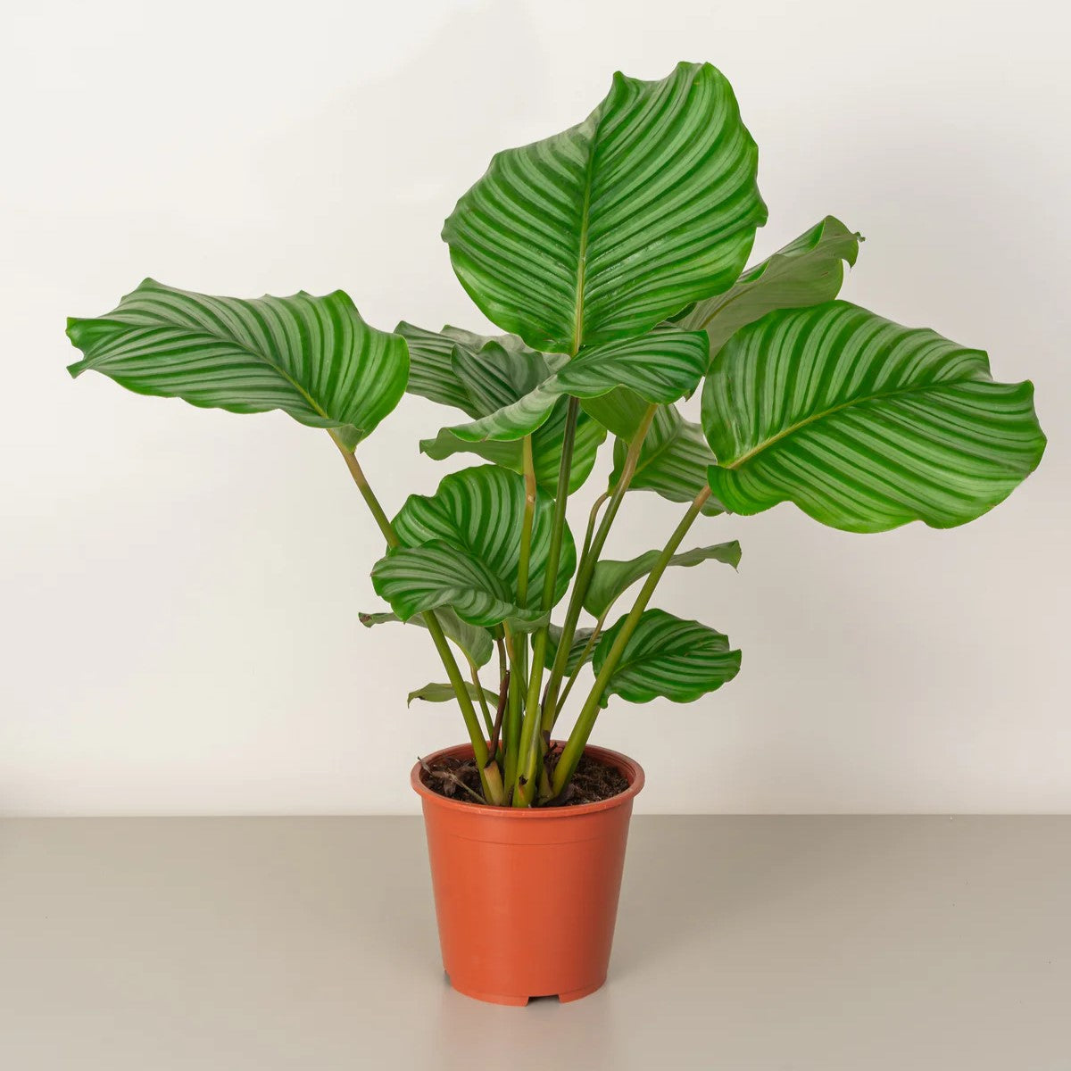 Calathea orbifolia 30-40cm