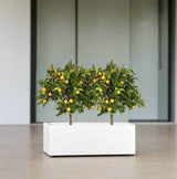 Citrus Mitis (Chinese Orange) Trees Duo in Rectangular GRP Planter  – (100x30x30cm)