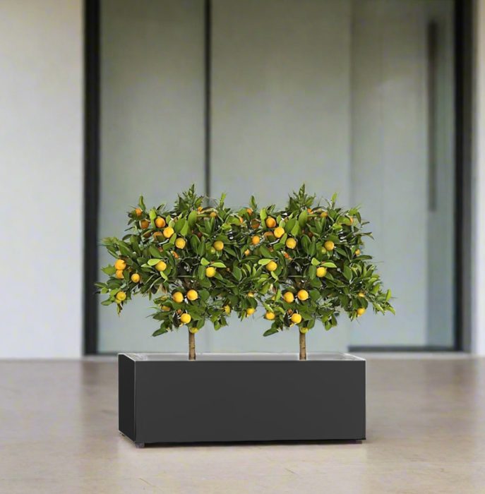 Citrus Mitis (Chinese Orange) Trees Duo in Rectangular GRP Planter  – (100x30x30cm)