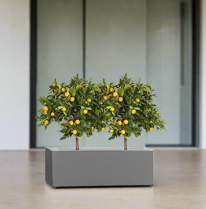 Citrus Mitis (Chinese Orange) Trees Duo in Rectangular GRP Planter  – (100x30x30cm)