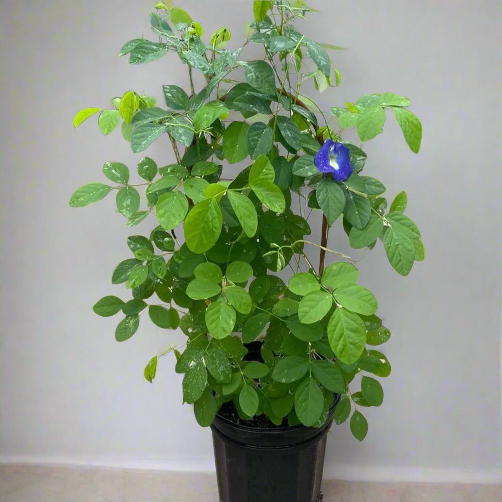 Clitoria ternatea or Butterfly Pea 0.6-1.8m