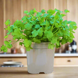 Coriander Plant "Organic Herbs"