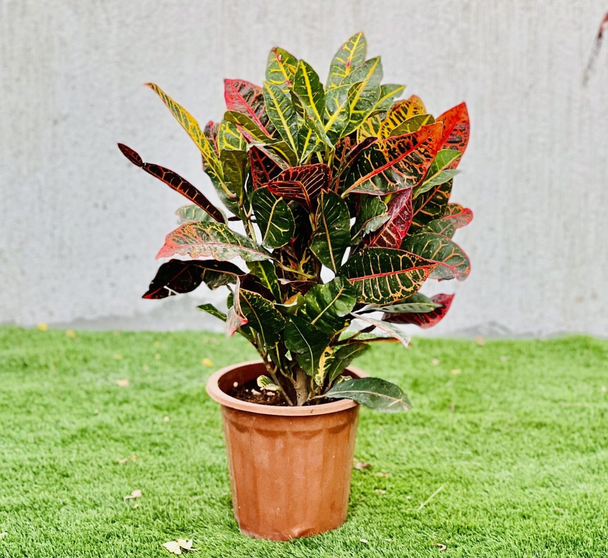 Croton Petra "Garden croton" 40 - 60cm