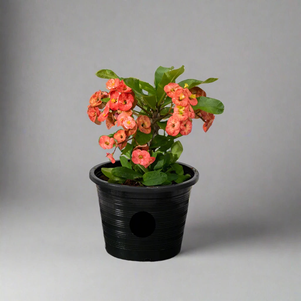 Euphorbia millii Or Crown of Thorns 25 - 35cm