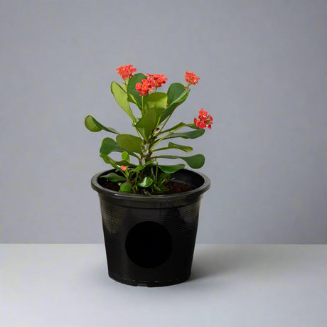 Euphorbia millii Or Crown of Thorns 25 - 35cm