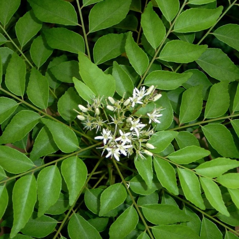 Curry Leaves Or Kadi Patta 30-40cm