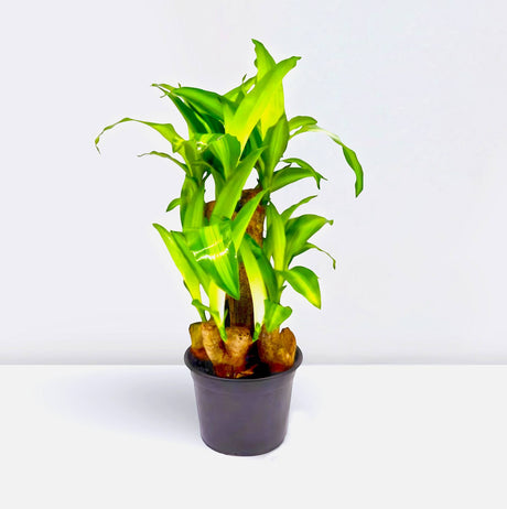 Dracaena fragrans "Massangeana Multi Branch " 30-40cm