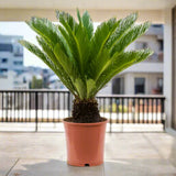 Cycas Revoluta "Sago Palm"