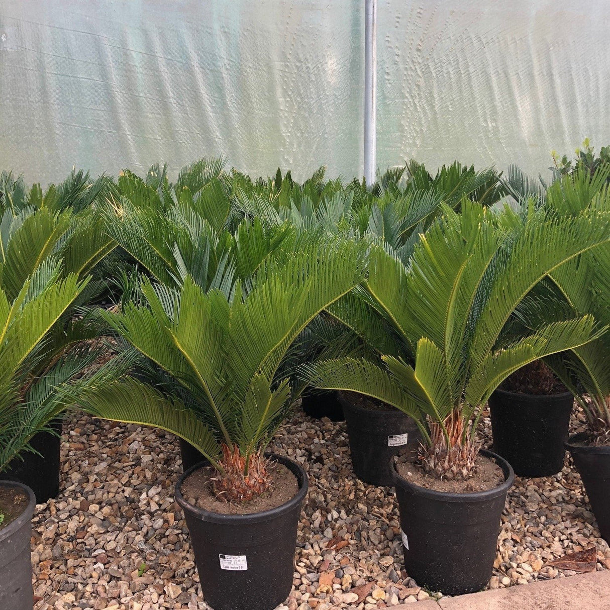 Cycas Revoluta "Sago Palm"