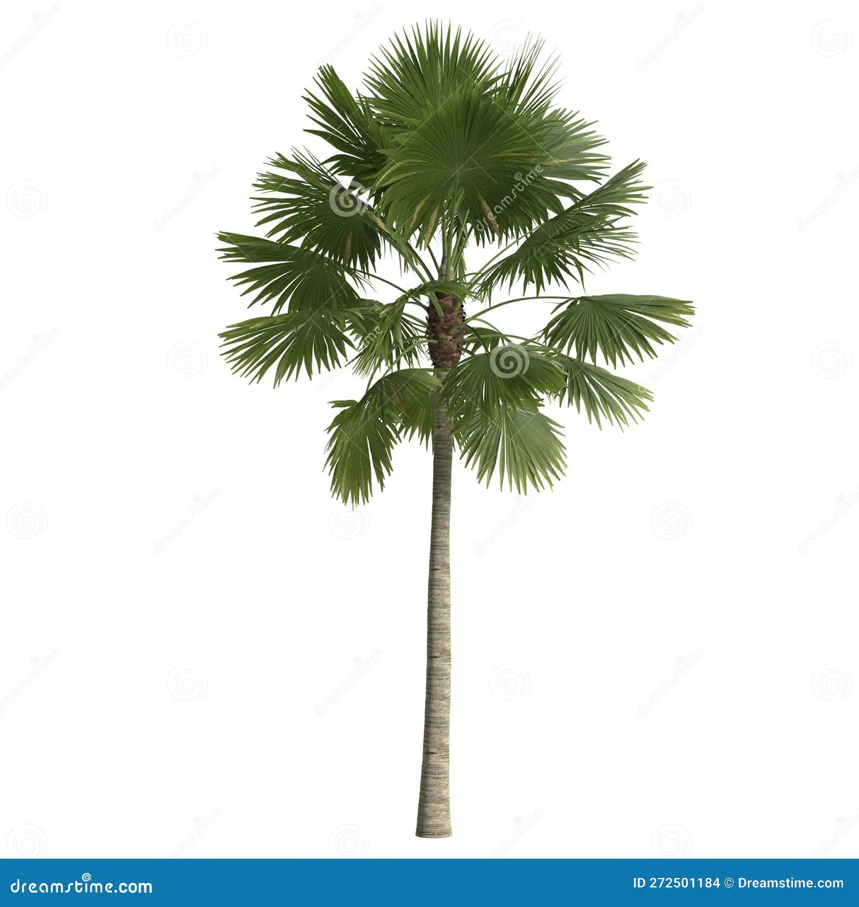 Saribus Rotundifolius Palm